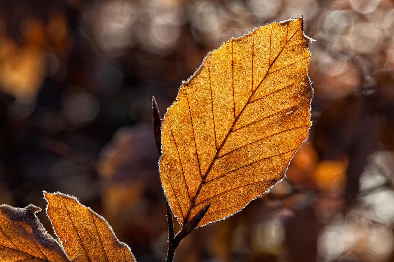 Image - leaves leaf fall foliage autumn