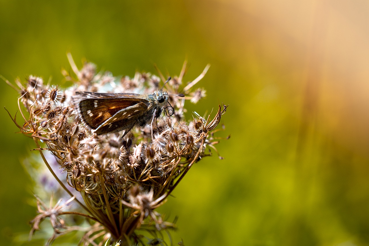 Image - skipper butterfly insect nature