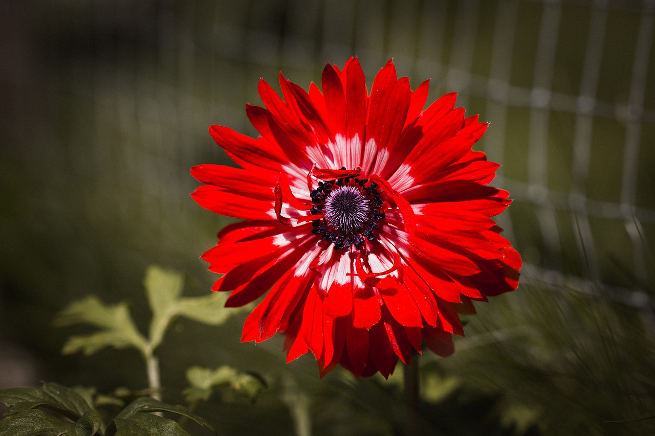 Image - anemone red red anemone