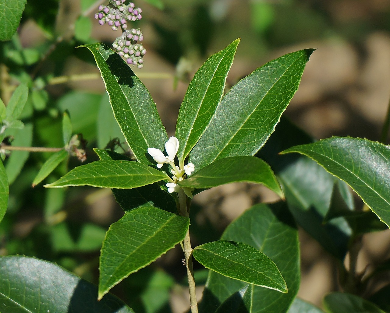 Image - sweet olive blossoms sweet olive