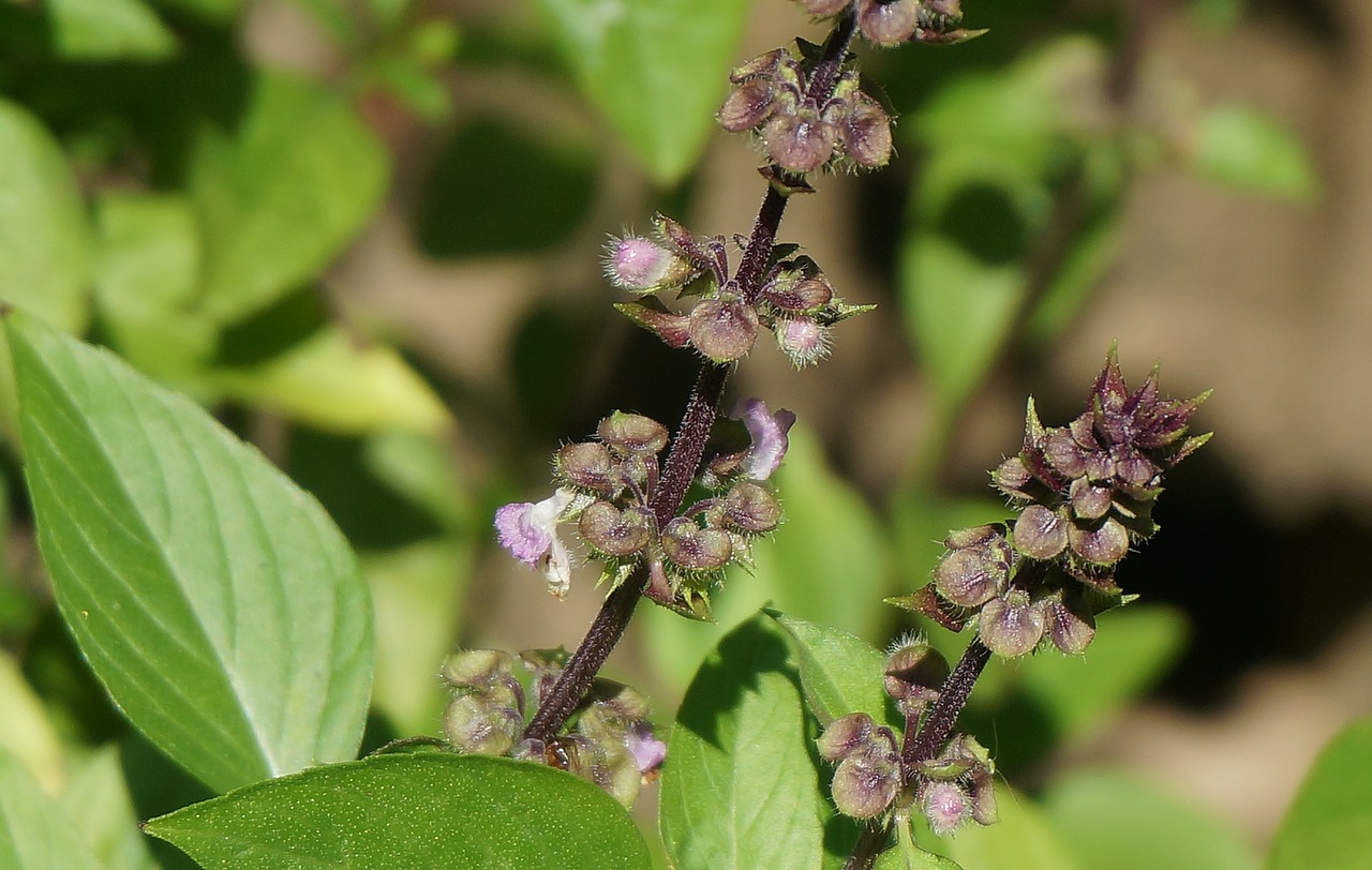 Image - tibetan basil flowers culinary herb