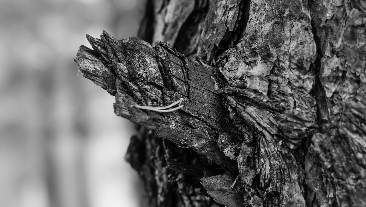 Image - tree bark depth of sharpness nature