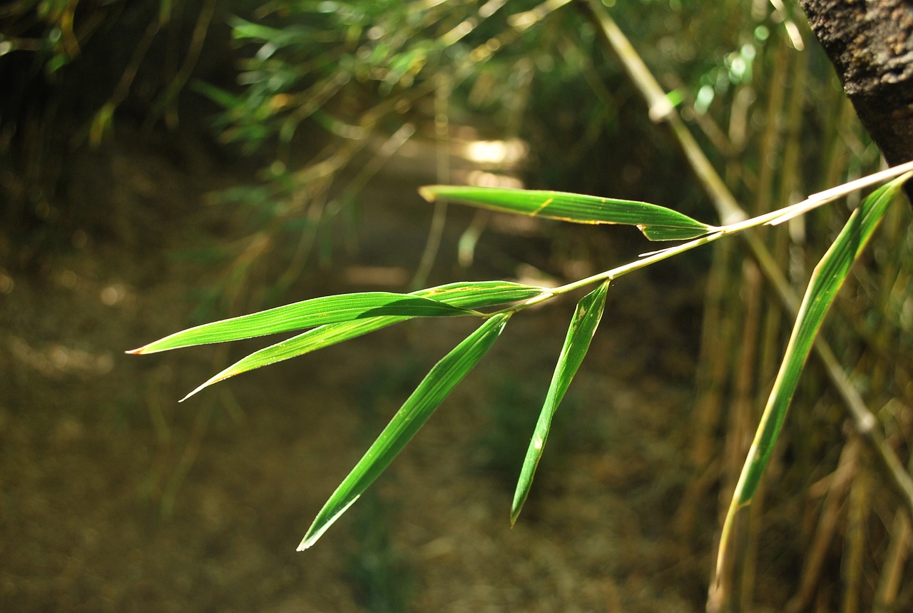 Image - nature bamboo plants forest