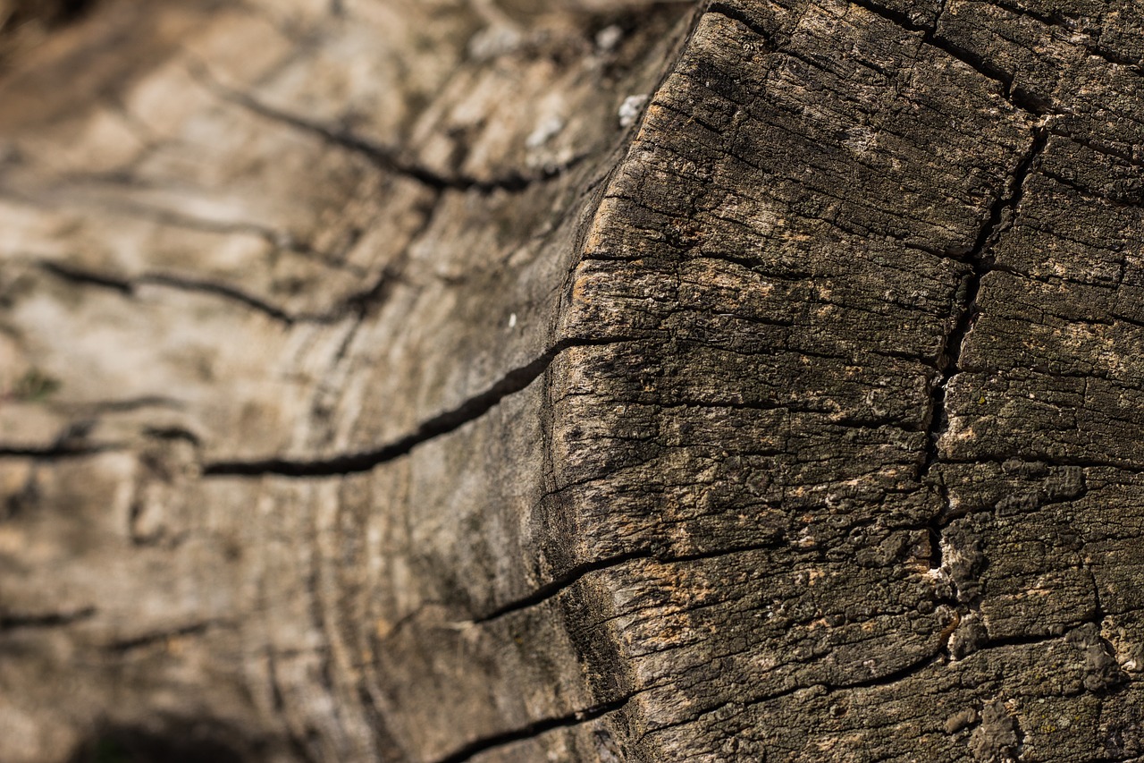 Image - strain stump depth of sharpness