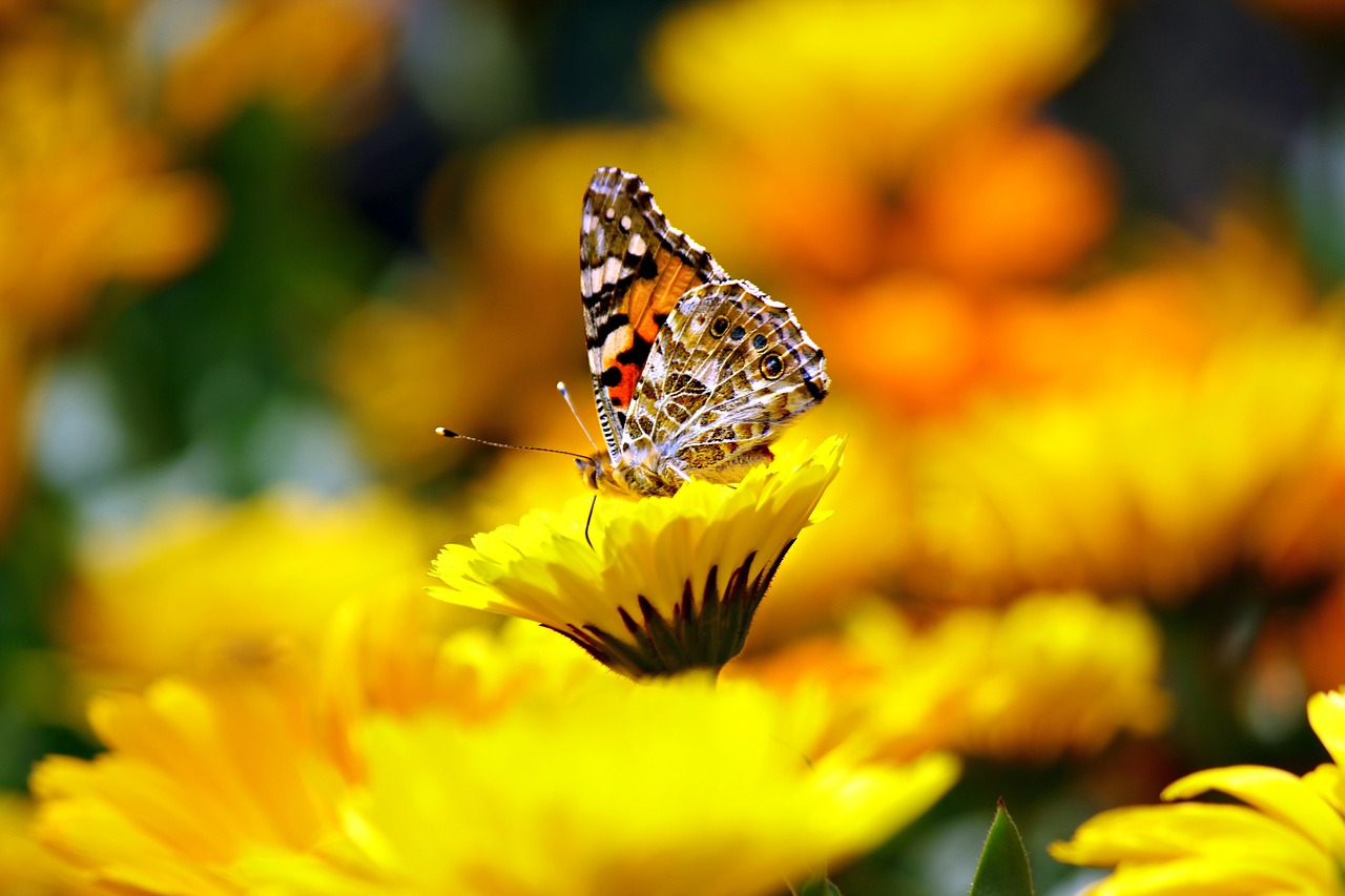 Image - butterfly insects animal morpho