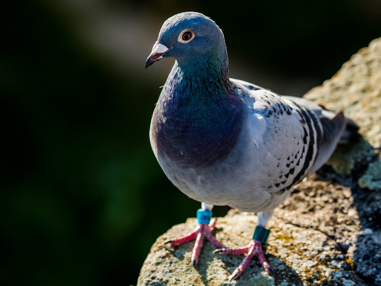 Image - pigeon bird animal urban pigeon