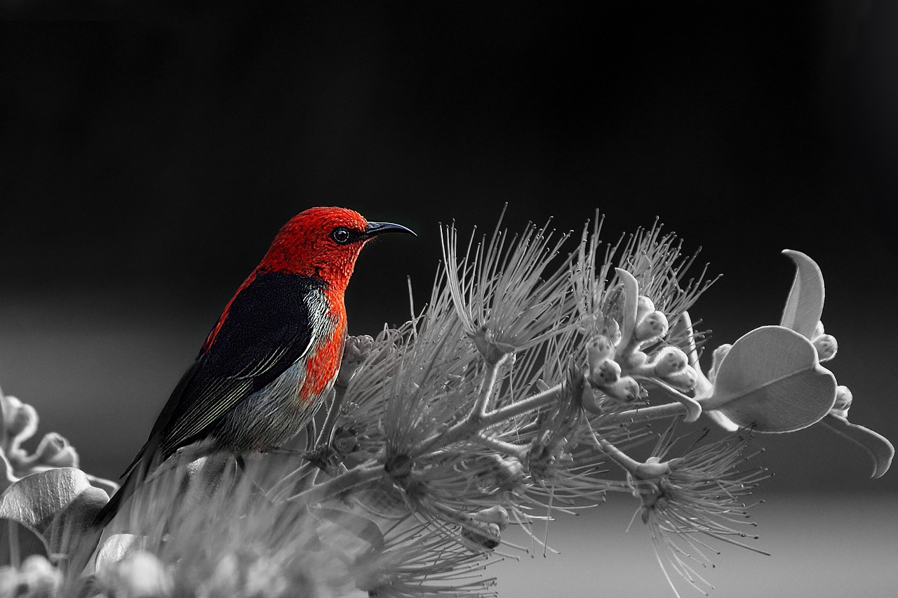 Image - bird red black and white