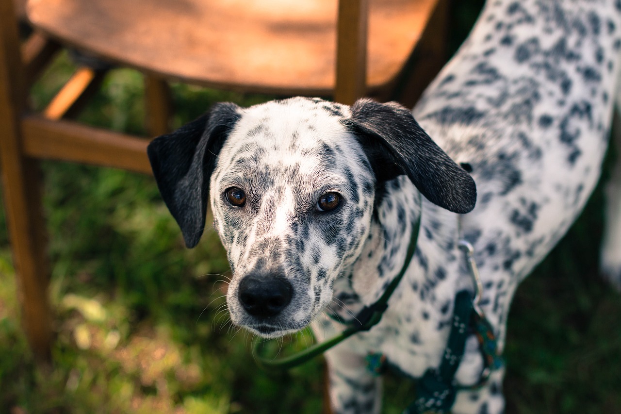 Image - dog dalmatian spots black and white