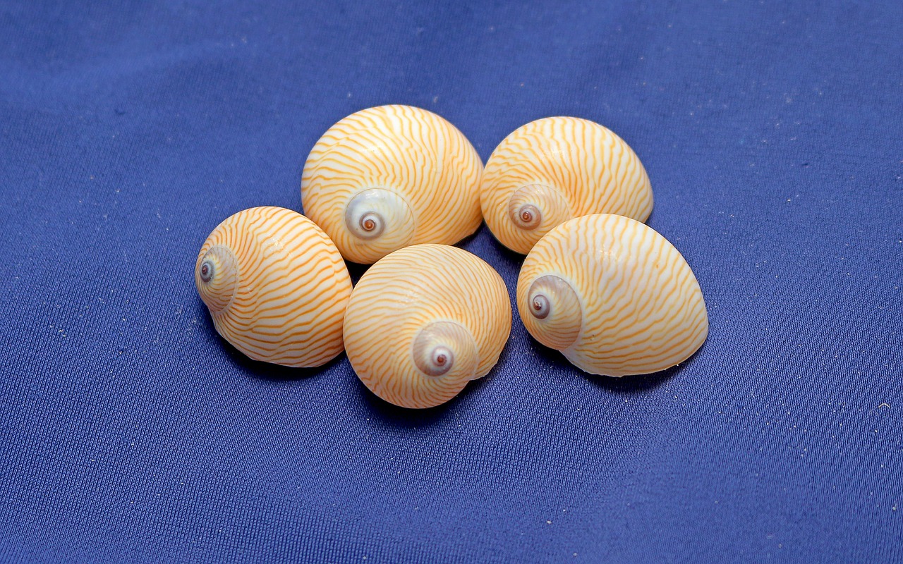 Image - snails shells gastropods marine