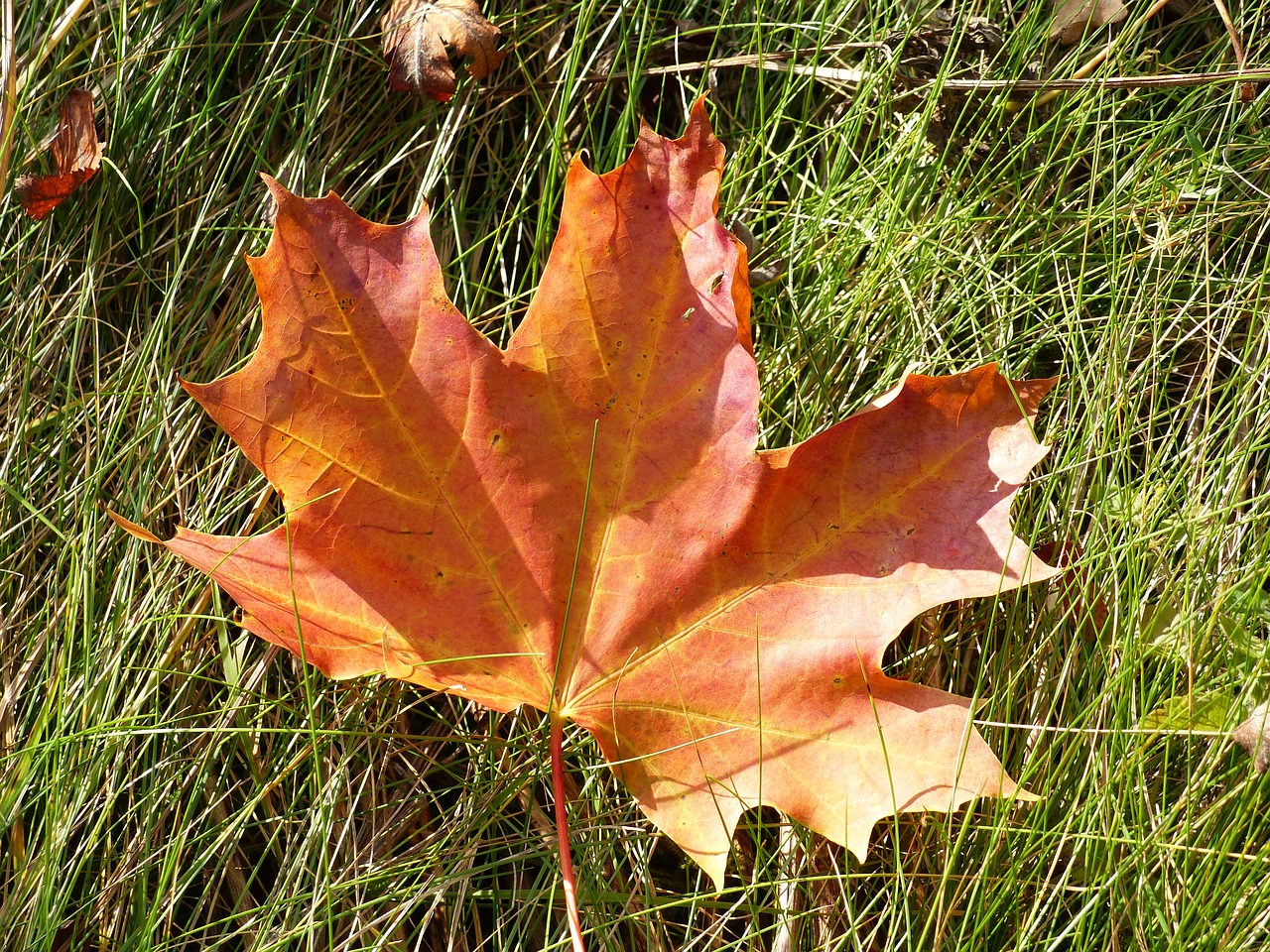 Image - leaf maple autumn colors grass