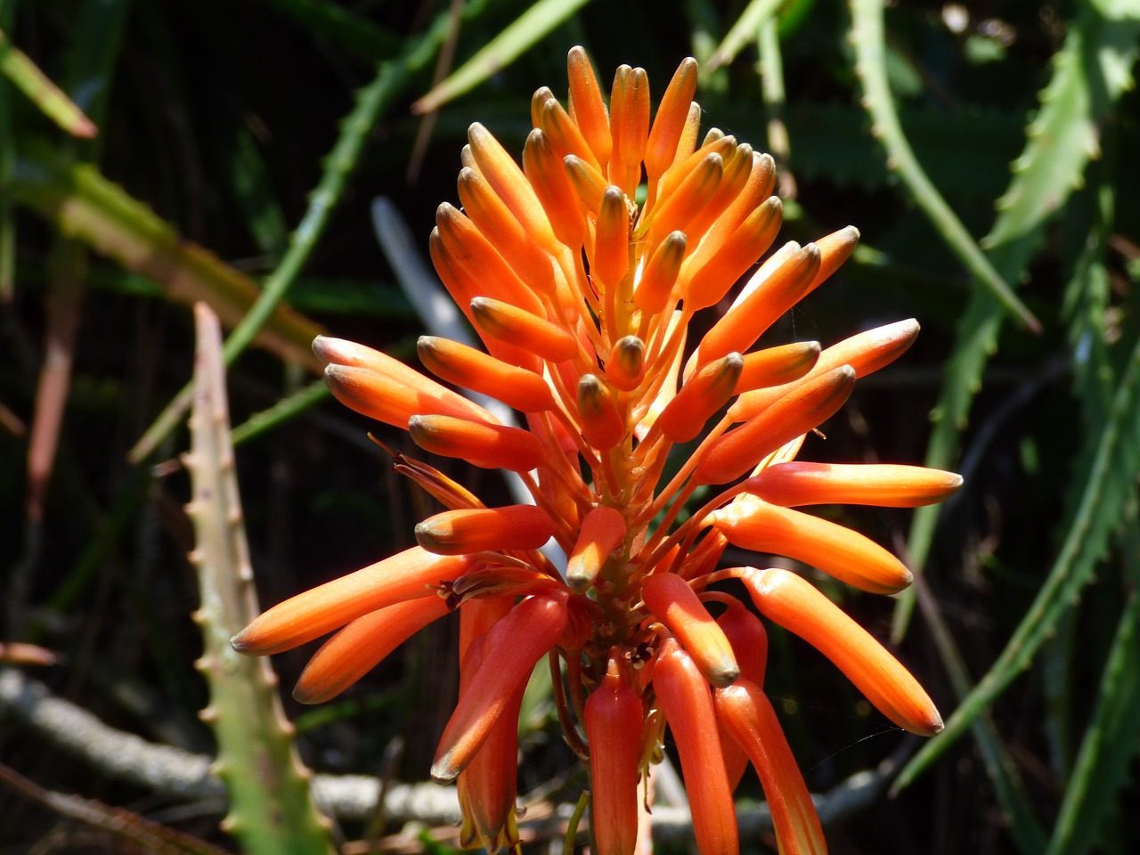 Image - botannical gardens san diego