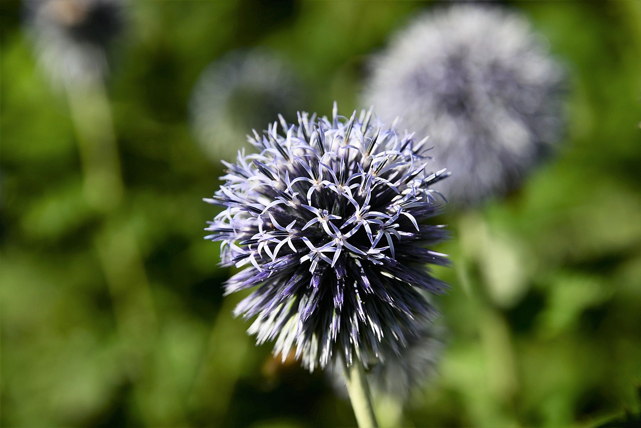 Image - ornamental onion ball leek plant