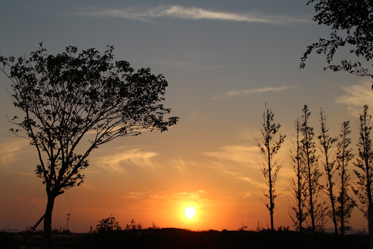 Image - sunset qingdao withered tree