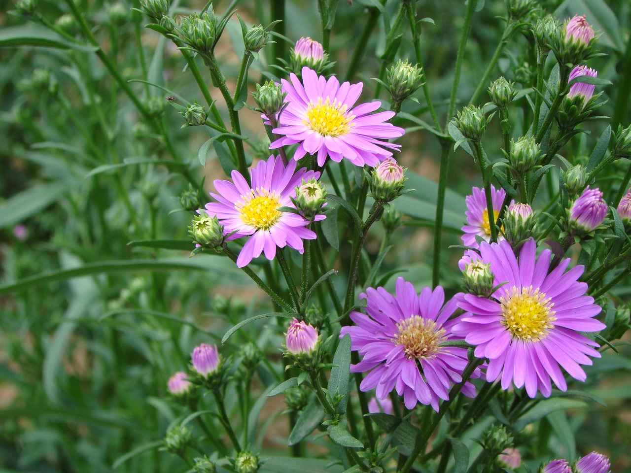 Image - flower purple daisy wild flower