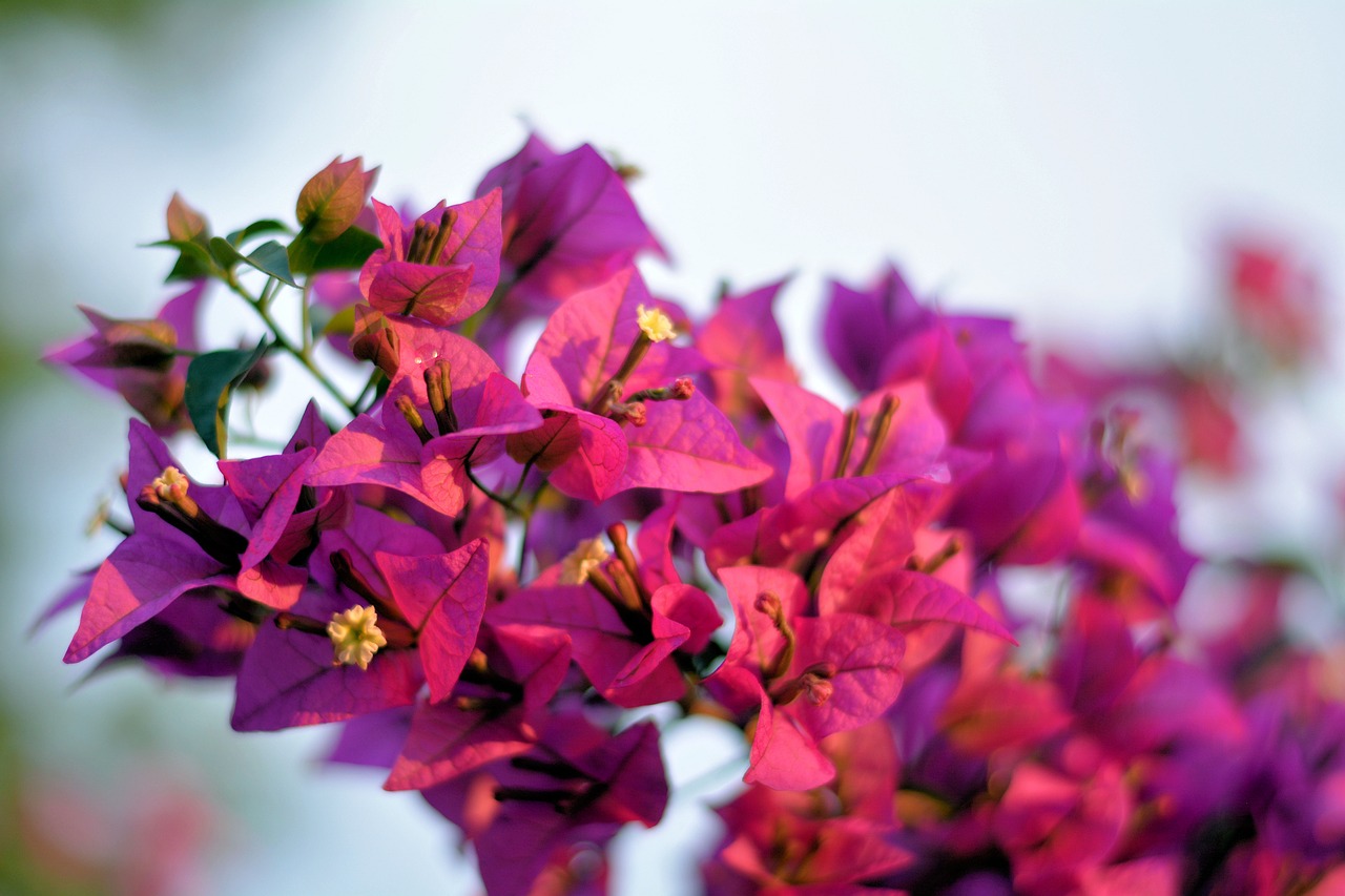 Image - pink pedals spring new growth