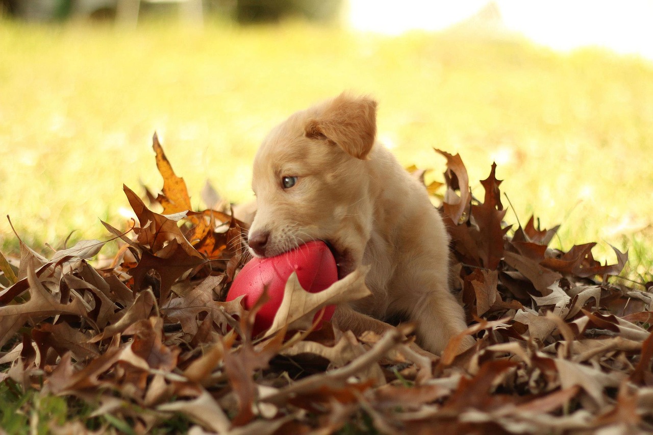 Image - pit lab mix autumn labrador