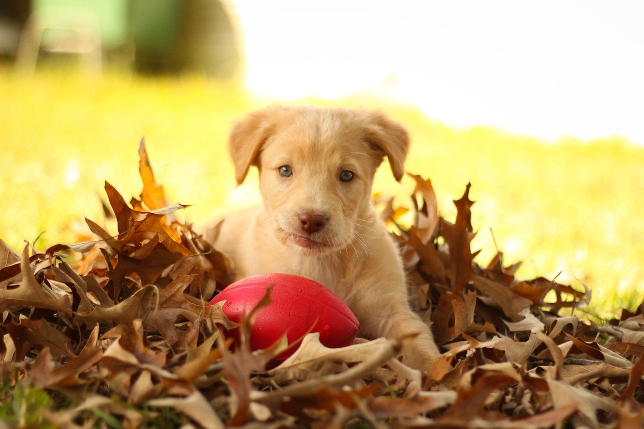 Image - autumn pit lab mix labrador