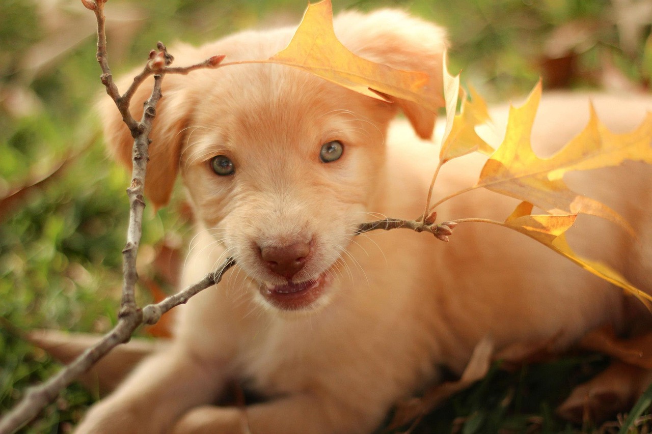 Image - labrador golden retriever pit puppy