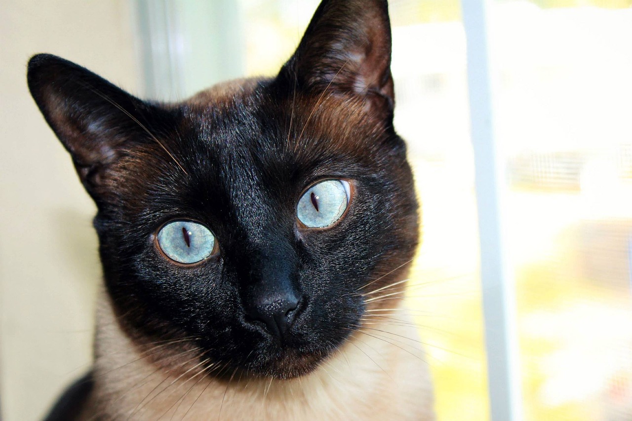 Image - cat siamese black face blue eyes