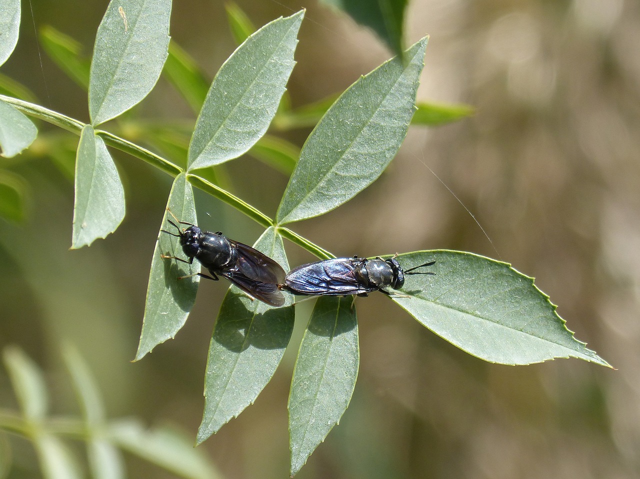 Image - insects mating copulation blackfly