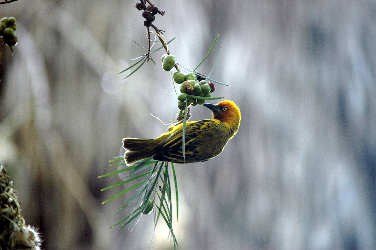 Image - finch bird feeding time nature