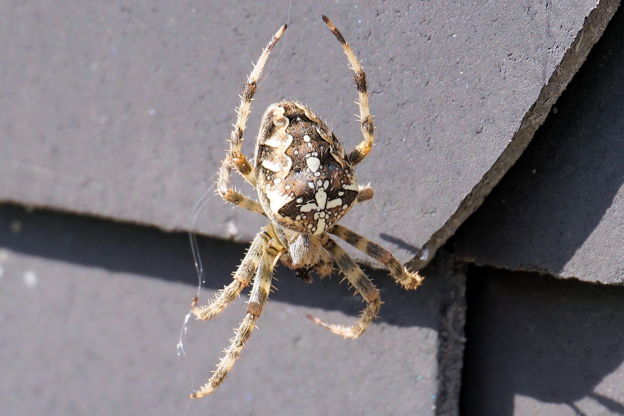 Image - spider network insect nature