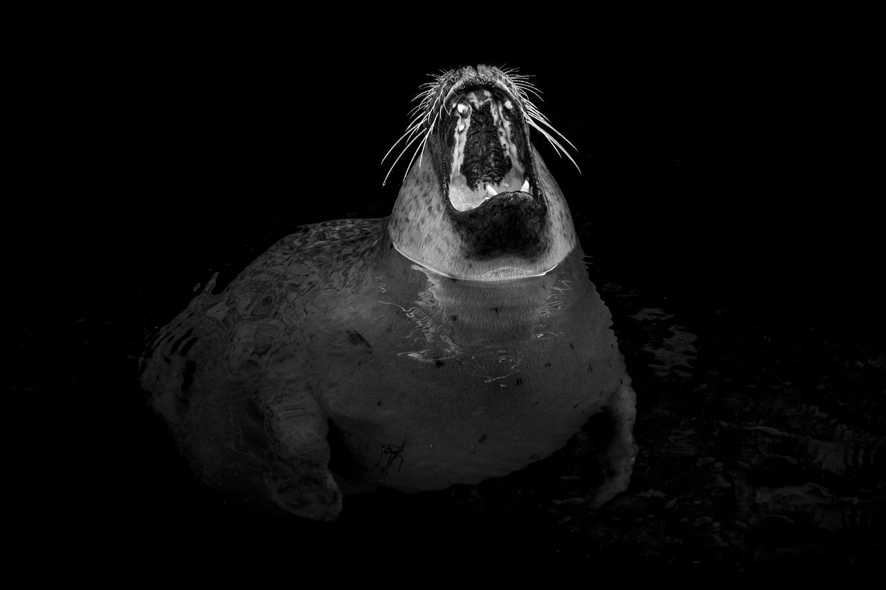 Image - seal robbe yawn tooth tired foot