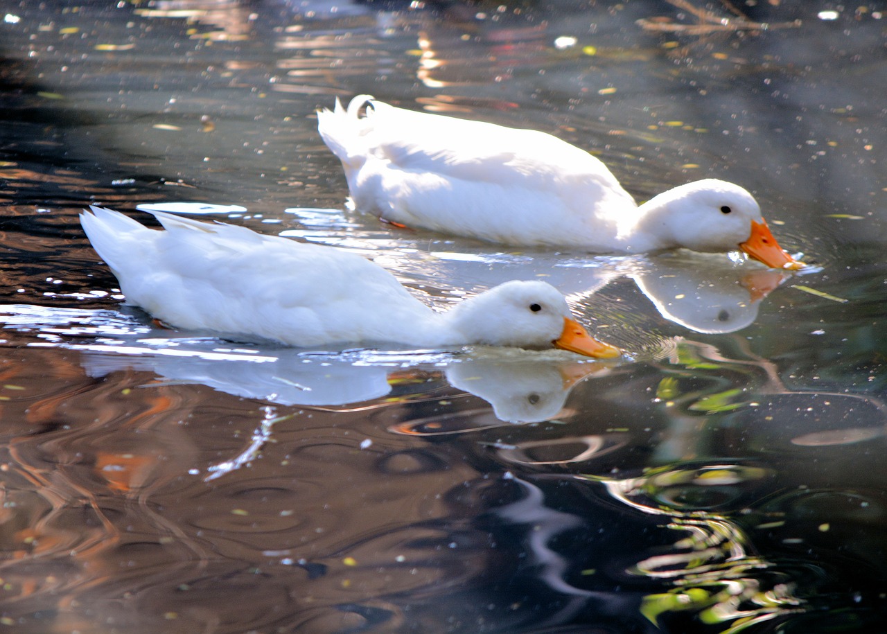 Image - white ducks swimming pond nature