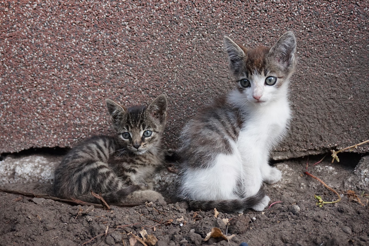 Image - kittens kitten animals cat pet