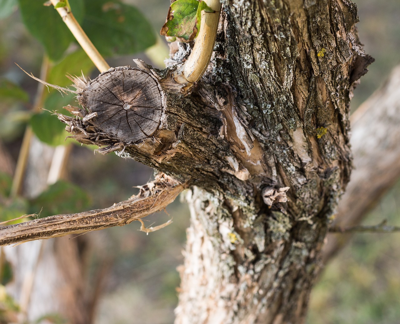 Image - tree forest bark nature beauty