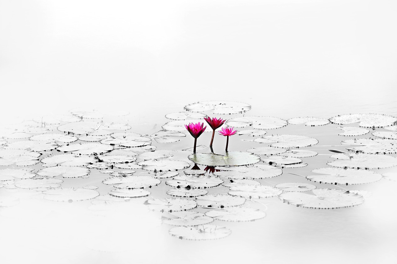 Image - lotus flower quiet pond