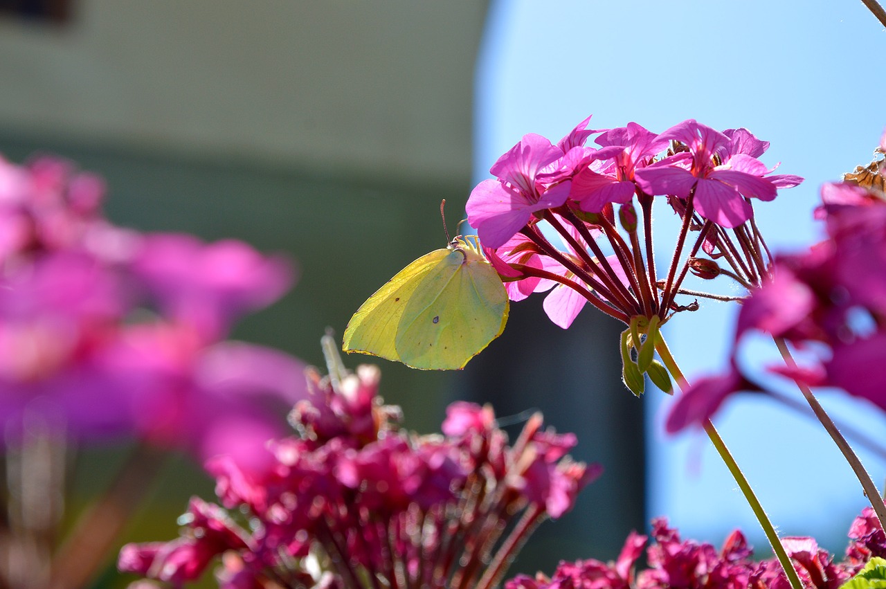 Image - butterfly gonepteryx rhamni flower