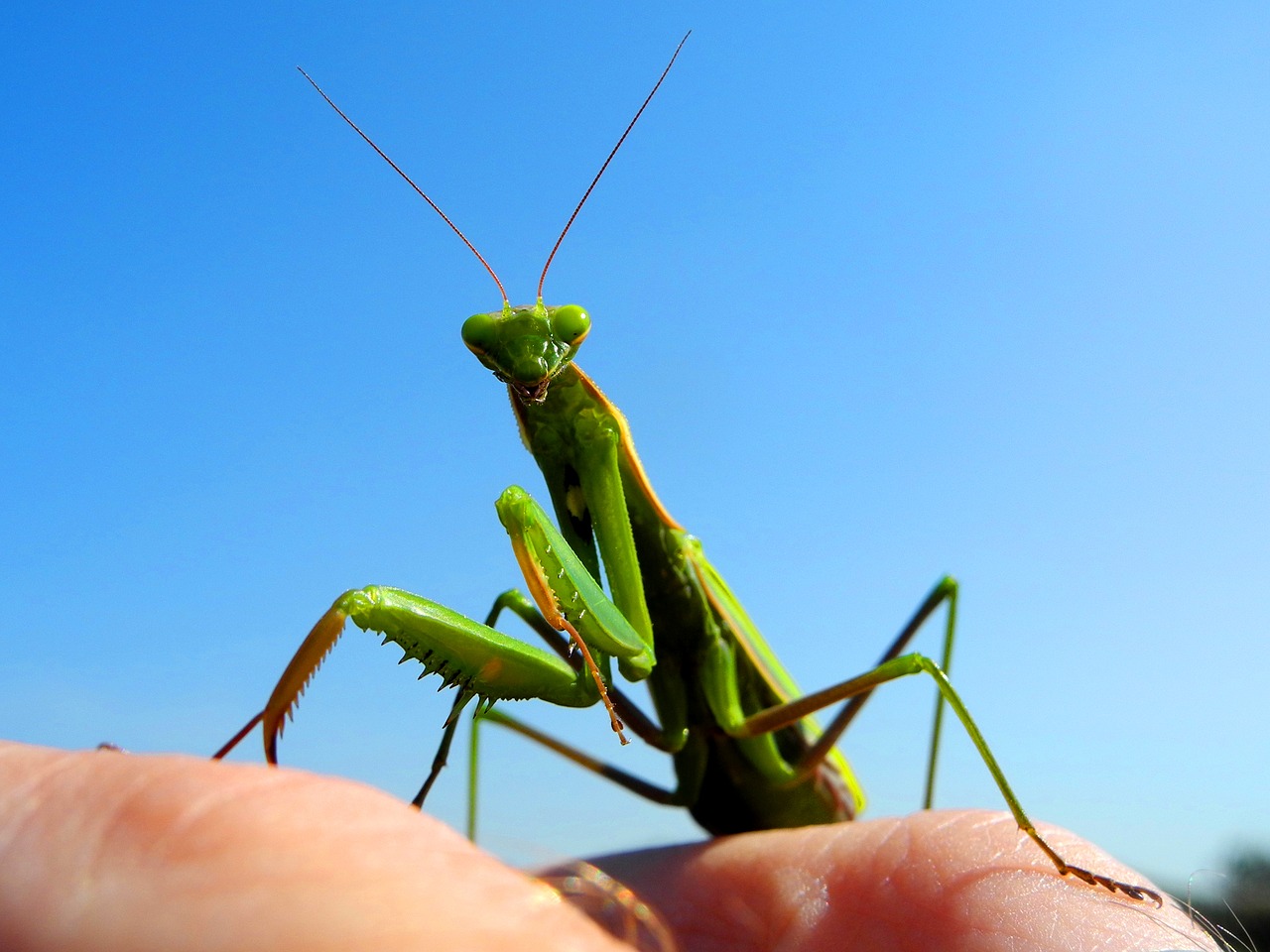 Image - mantis praying insect green