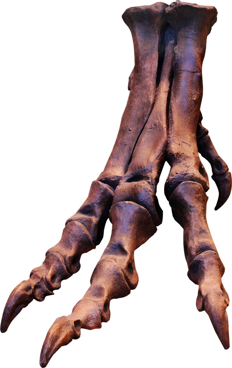 Image - trex skeleton bones foot ungal