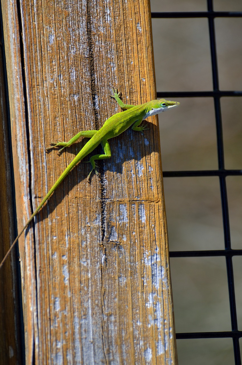 Image - lizard wildlife reptile animal