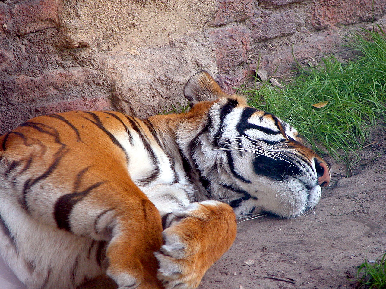 Image - tiger large cat wildlife animal