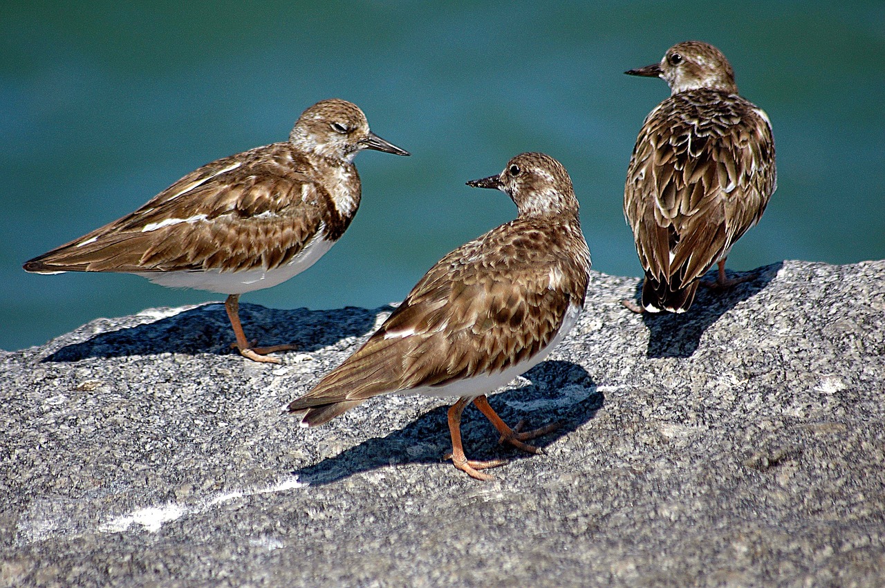 Image - ruddy turn stone birds avian