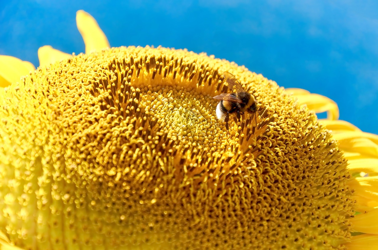 Image - nature sun flower summer blossom