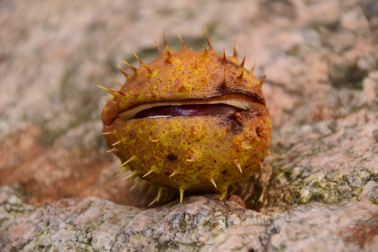 Image - chestnut buckeye