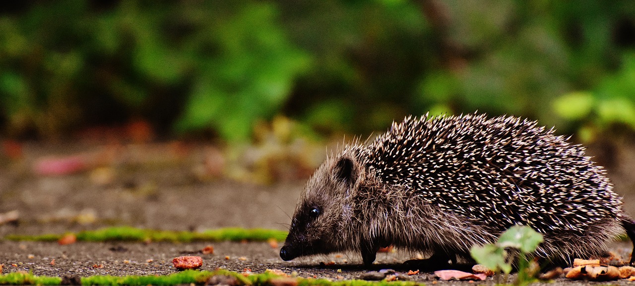 Image - hedgehog child young hedgehog