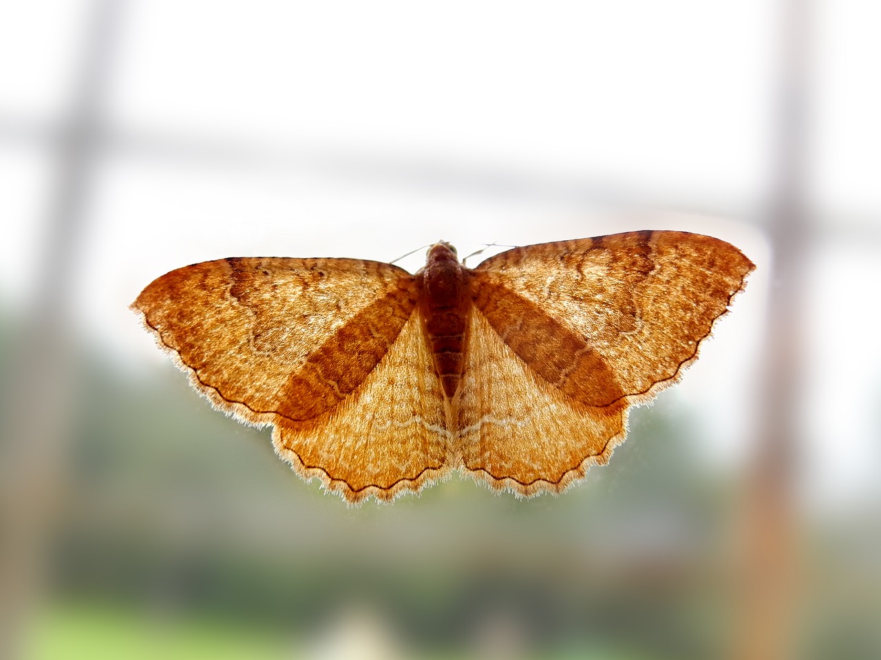 Image - butterfly window insect