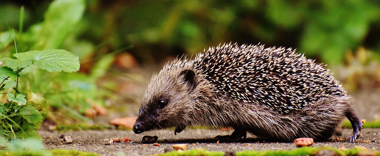 Image - hedgehog child young hedgehog