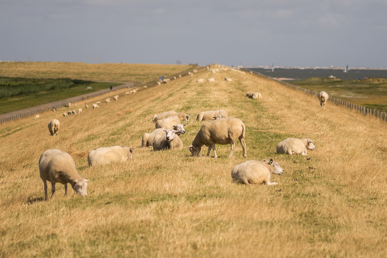 Image - sheeps dike sky animal nature