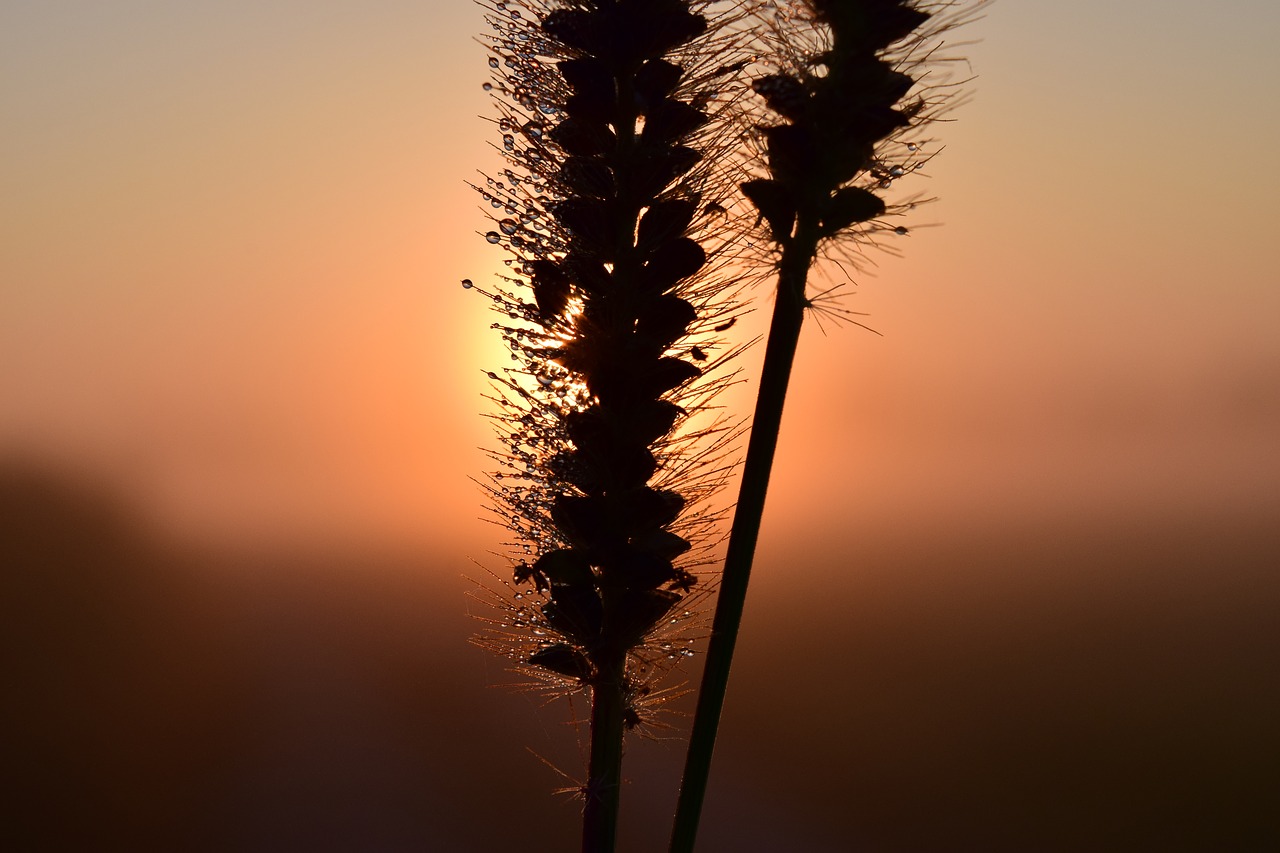 Image - sunrise morgentau dew nature red
