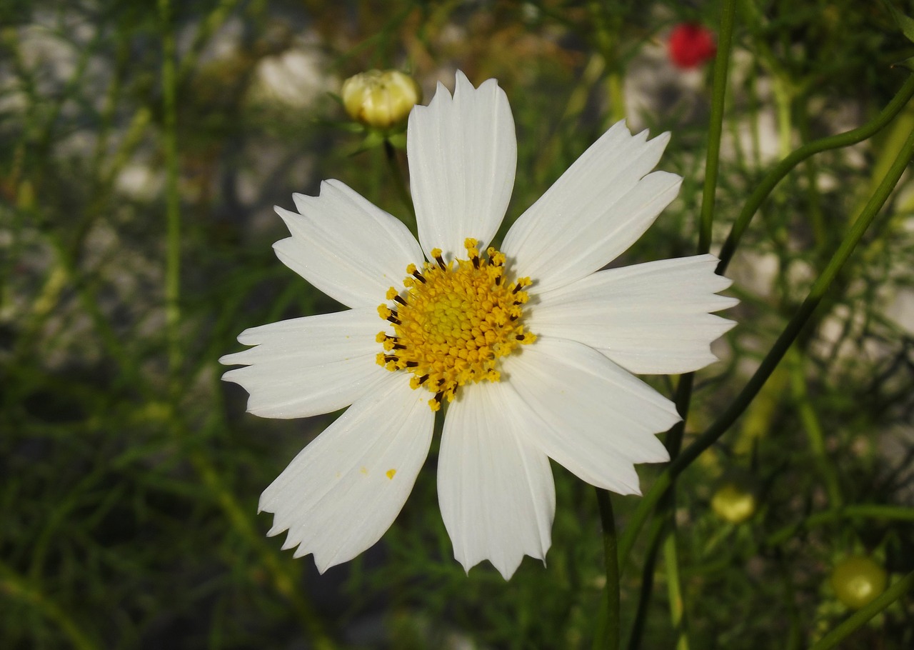 Image - flower cosmos macro close greens