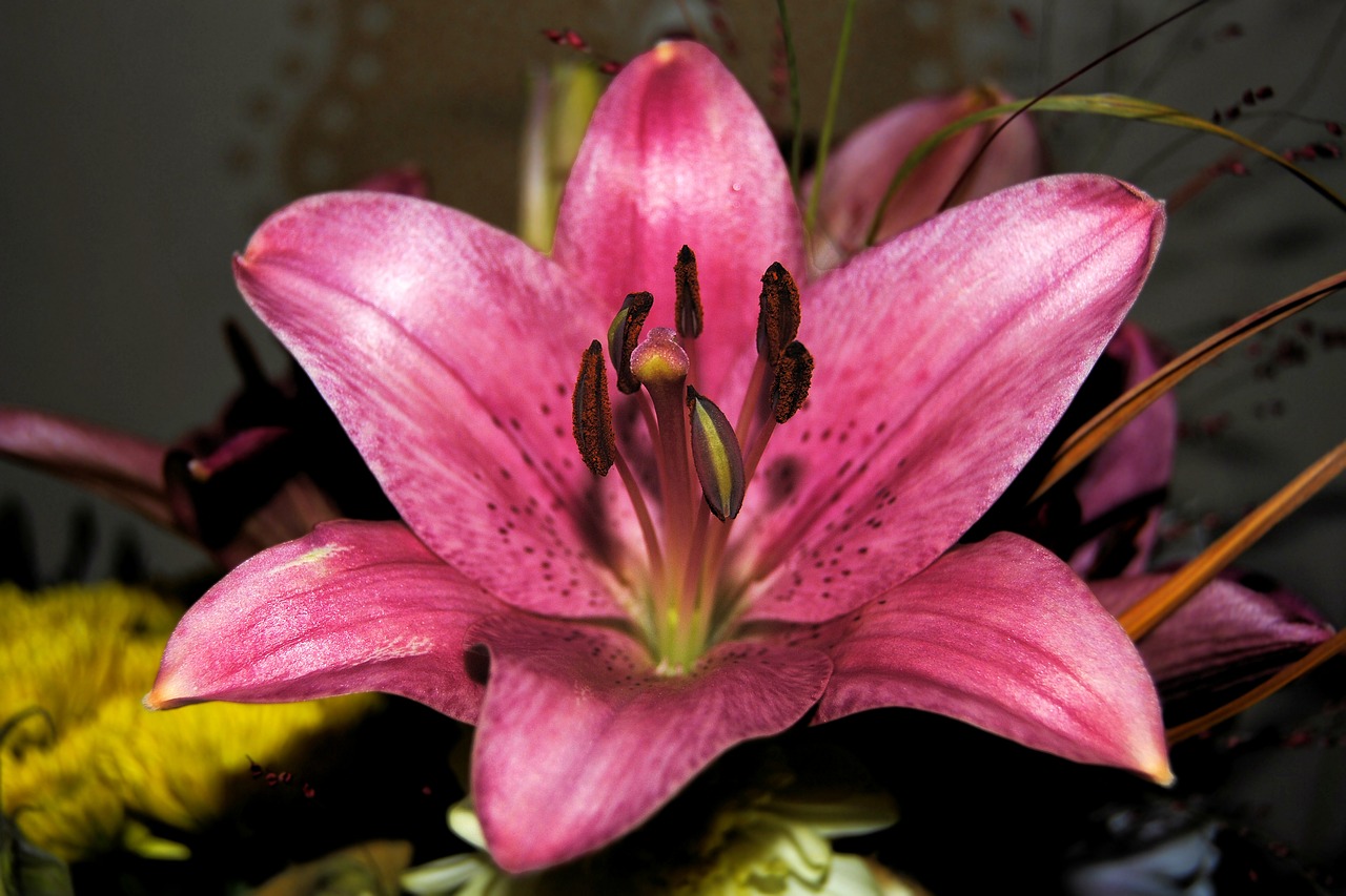 Image - lily daylily blossom bloom flower