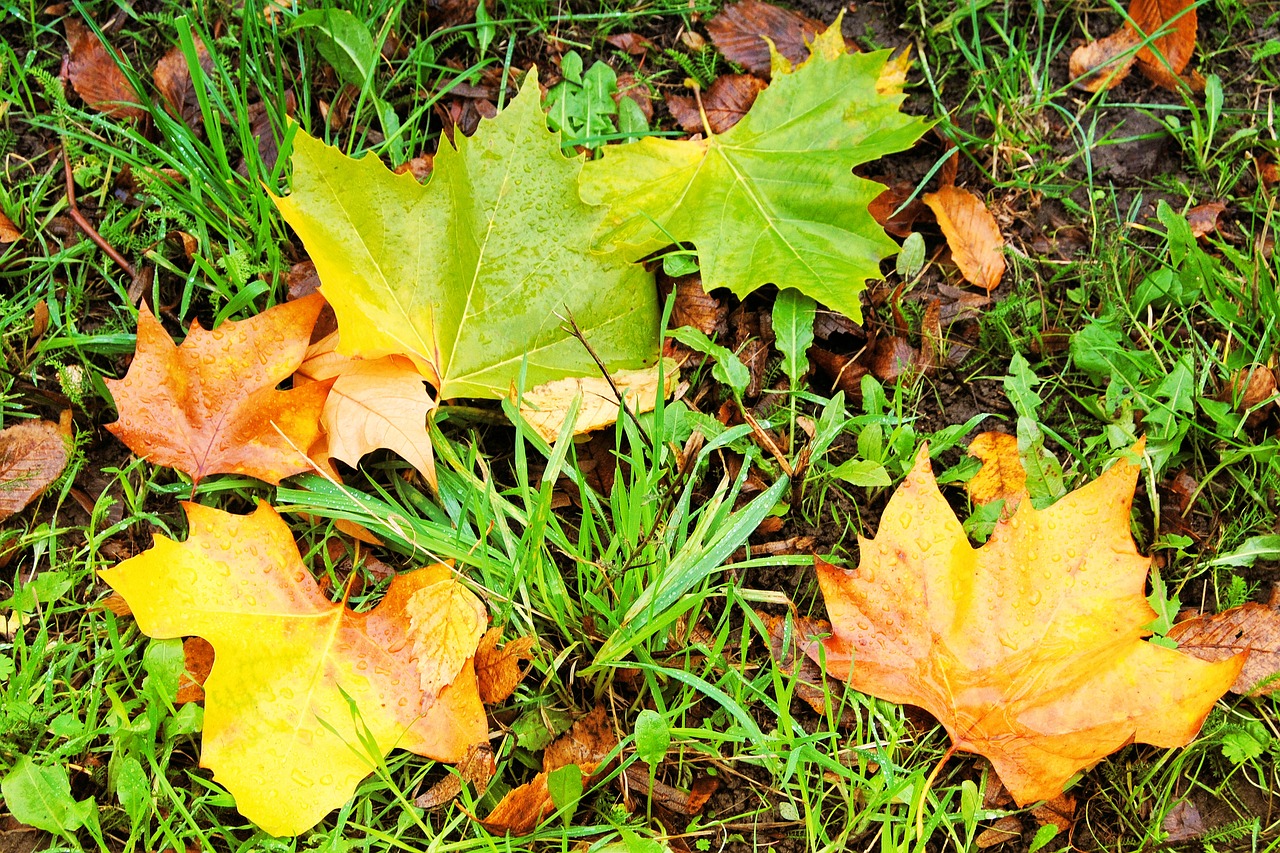 Image - fall foliage leaves colorful leaves