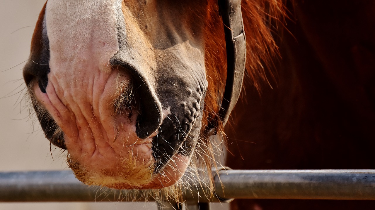 Image - horse nose shire horse hairy