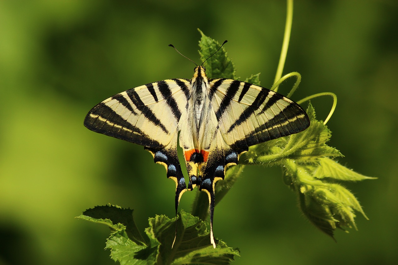 Image - butterfly animal artwork