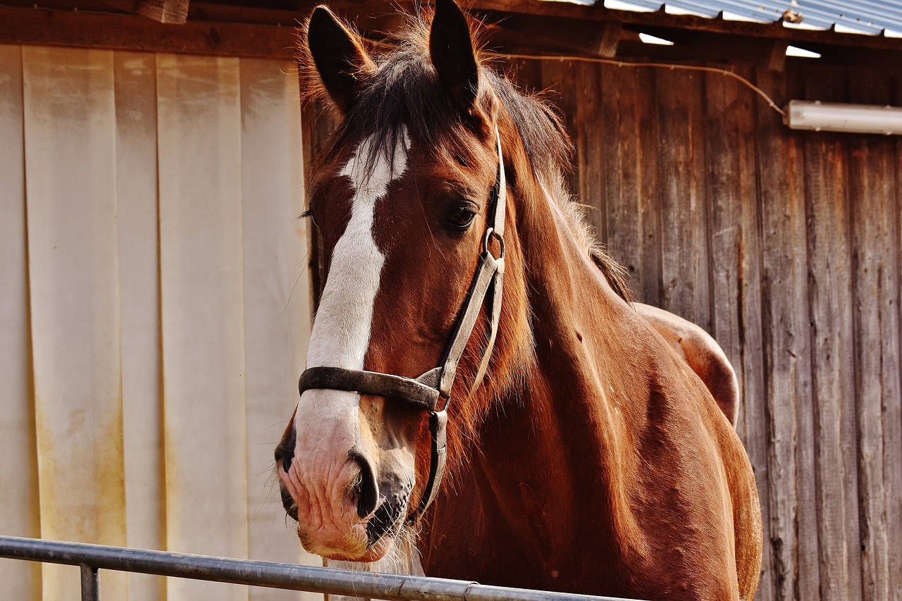 Image - shire horse horse big horse ride